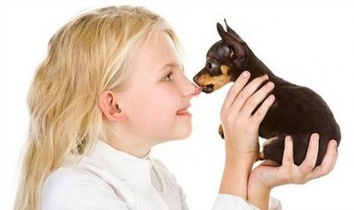 Trẻ thường xuyên tiếp xúc với động vật cũng có nguy cơ cao mắc bệnh