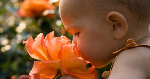 Hương hoa rất thơm nhưng chúng không hề tốt cho trẻ nhỏ