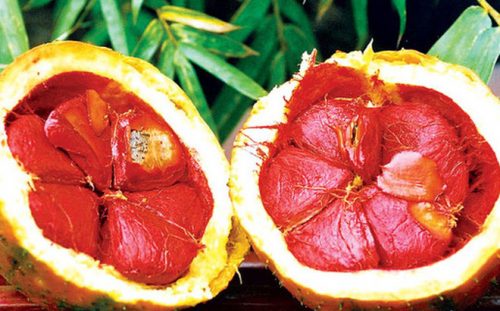 Tham khảo những công dụng tuyệt vời của quả gấc