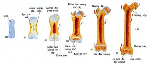 Quá trình phát triển hệ xương của trẻ