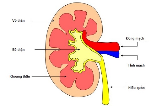 Nguyên nhân gây nên hội chứng suy thận cấp là gì?