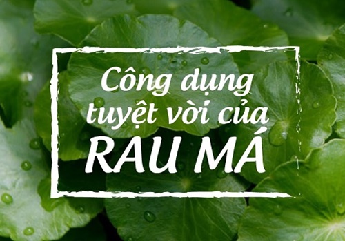 Vì sao nói rau má là thần dược mà không phải ai cũng biết?